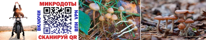 Псилоцибиновые грибы MAGIC MUSHROOMS сайты даркнета клад Балашиха